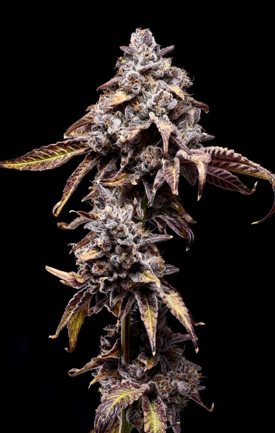 bananaconda 4